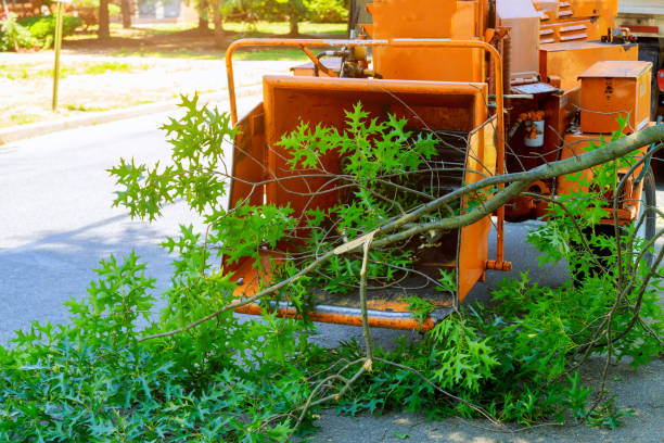 Leaf Removal in Hooker, OK