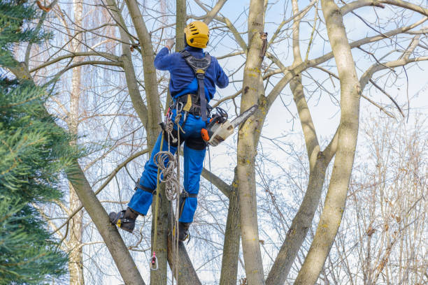 Best Emergency Tree Removal  in Hoer, OK