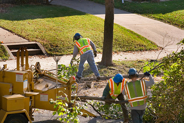 Best Tree Trimming and Pruning  in Hoer, OK