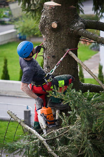 Best Tree Maintenance Programs  in Hoer, OK