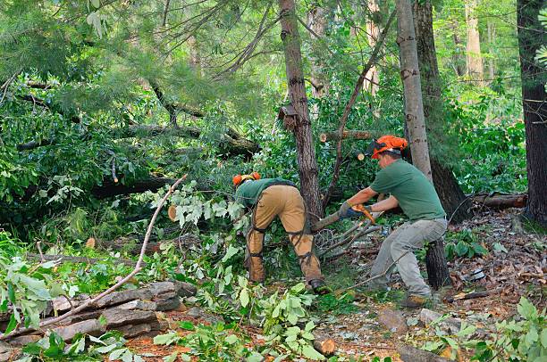 Best Storm Damage Tree Cleanup  in Hoer, OK