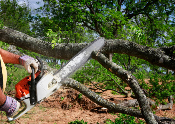 Best Hedge Trimming  in Hoer, OK